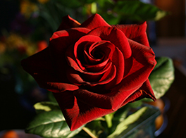 Close-up photograph of a red rose